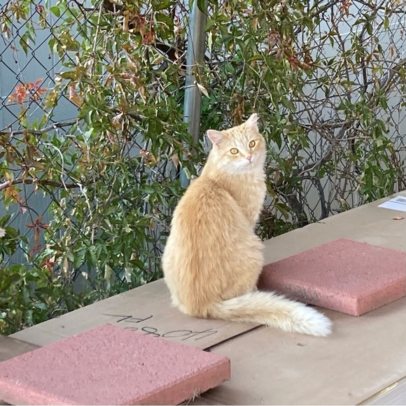 Meet your Posher, Kim - Picture 3 of 8